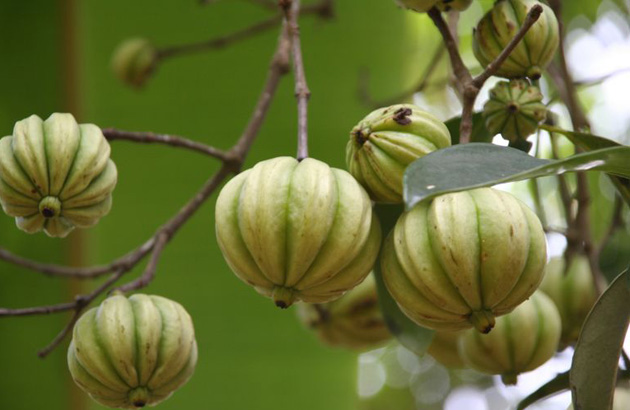 Close-up of ribbed, pumpkin-shaped green fruits hanging from branches with leaves, green background, natural and fresh
